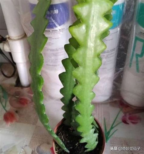 曇花會結果嗎|仙人掌科植物之曇花篇，曇花一現最不易，如何從小枝條養到開。